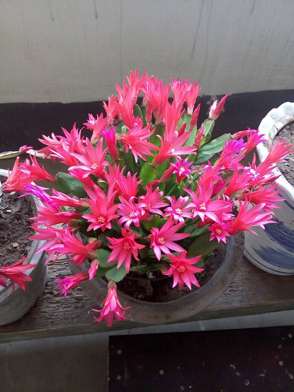 植物|秋天养蟹爪兰，几个关键方法，养得叶子油亮亮，开花爆盆