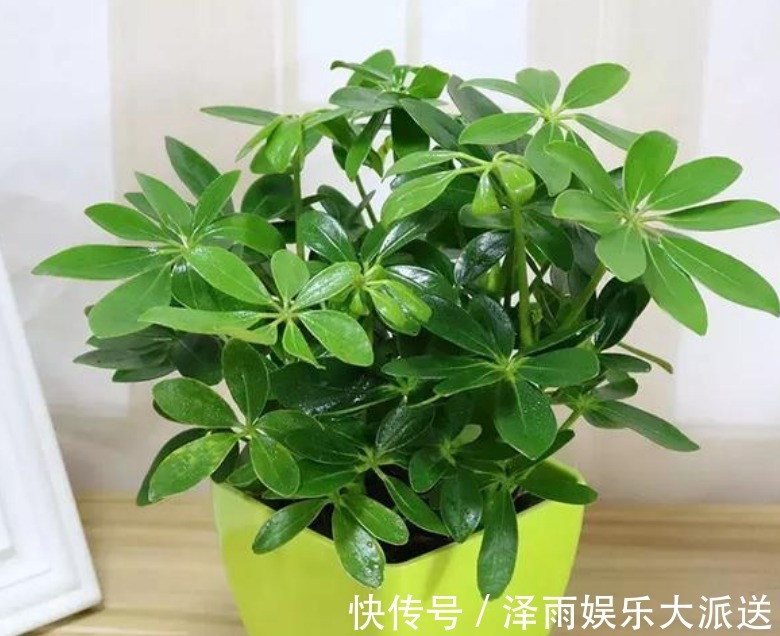 疲劳|4种“护眼花”,电脑旁摆上1盆,缓解眼部疲劳,还防辐射!