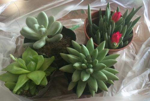 养多肉，在这些“时候”真的不需要动手控水