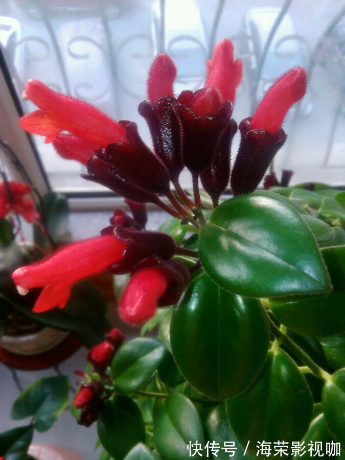 舞姿|喜欢菊花,就养盆“珍贵名菊”盘龙狂舞,似佳人舞姿,曼妙优雅