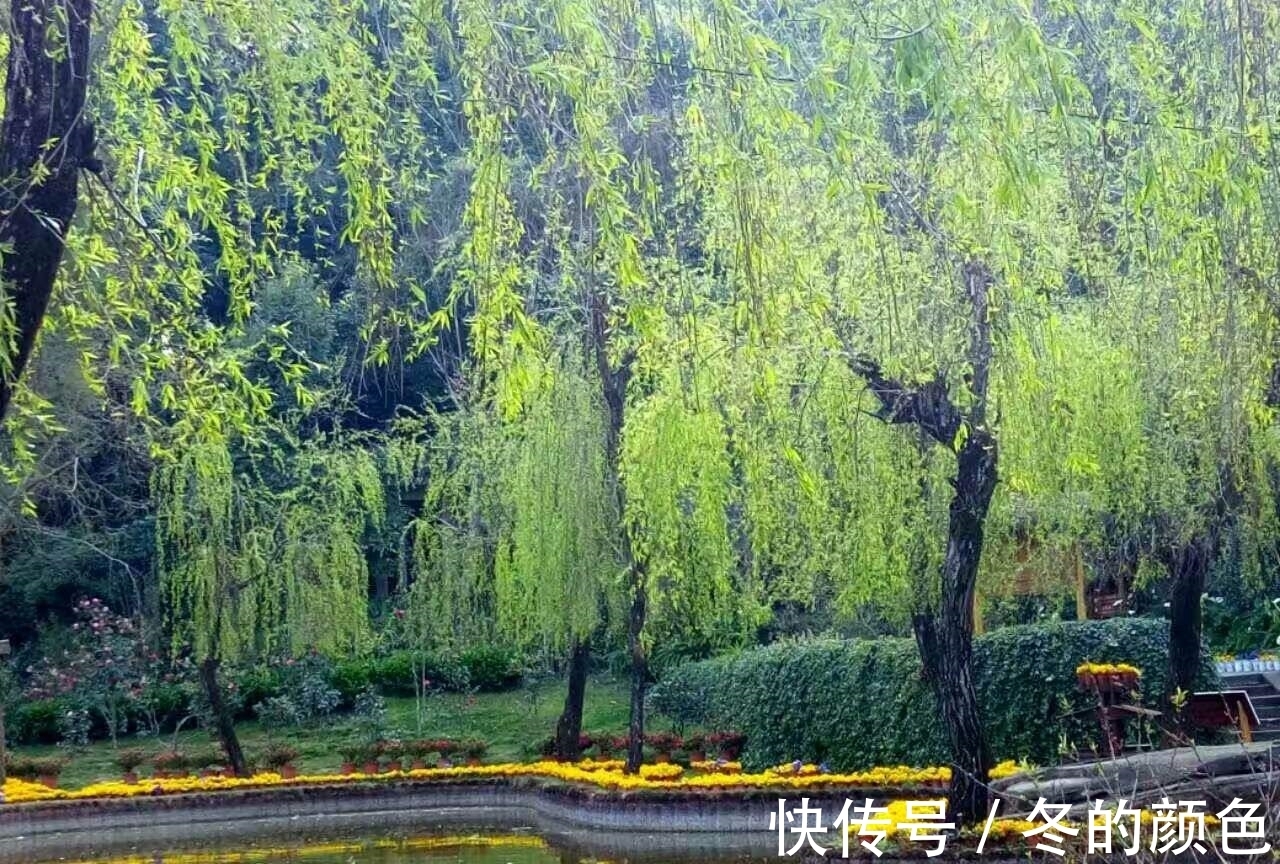 柳黄!诗:早春十首