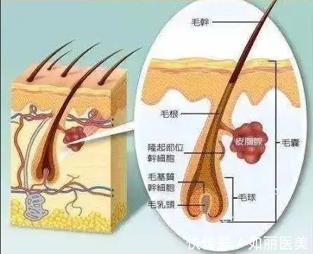 植发 植发后多久开始生长 休止期到生长期三个月完美蜕变