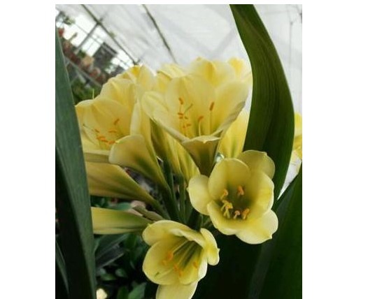 淘米水,啤酒水靠边站,以下几种水浇花,君子兰水灵灵、花多多