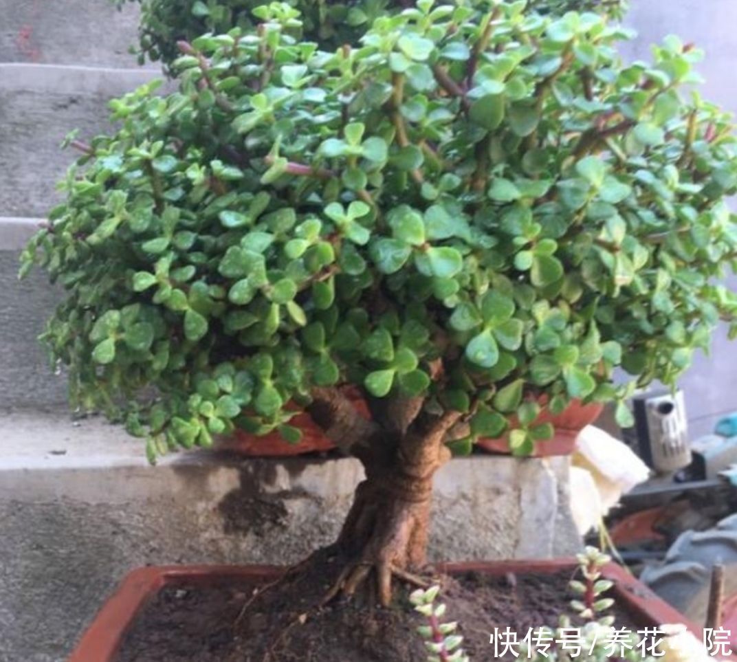 养金枝玉叶,枝条舍不得修剪,株型散乱,长得慢
