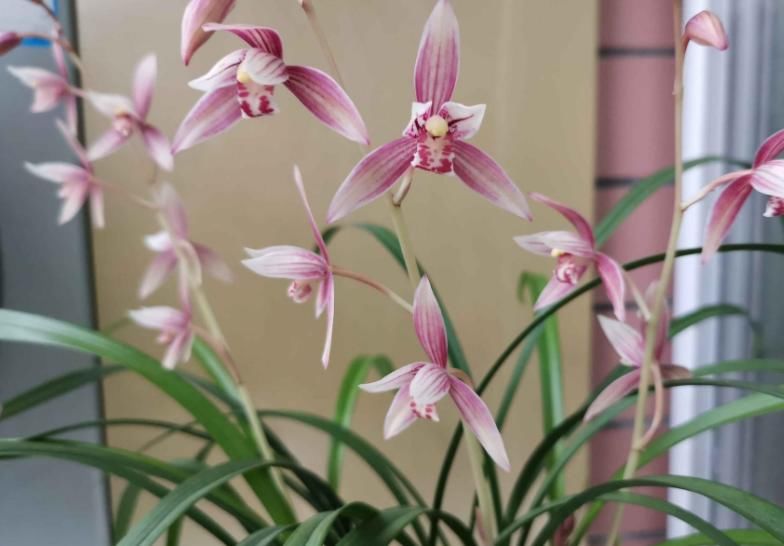 市长红，1款被名字耽误的兰花，开花勤，香味浓郁