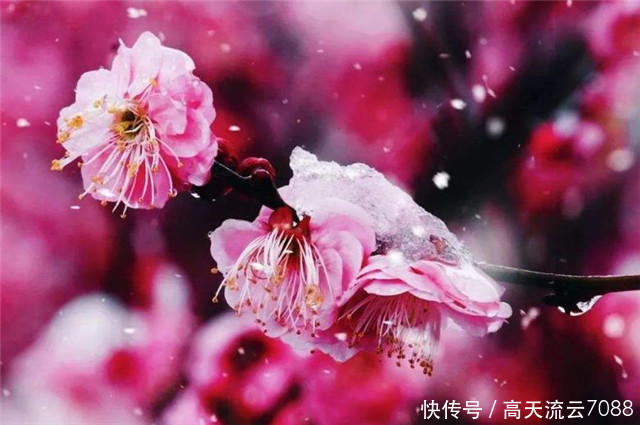  七绝|七绝《逍遥乐》新韵