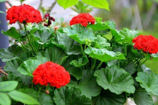 此花象征着美好爱情的开始，幸福就在身边