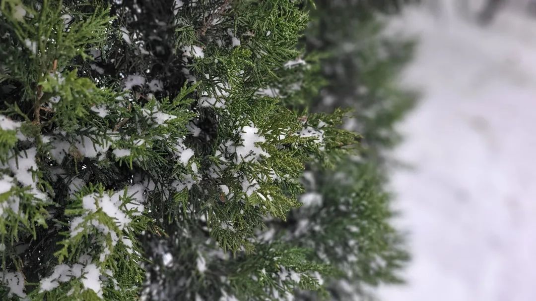 青岛理工大学|今日小雪｜青岛理工大学的雪，你还记得吗？