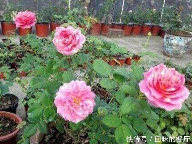 淘米水、啤酒水都别用, 老花农只用它泡水, 什么花都能浇, 疯长