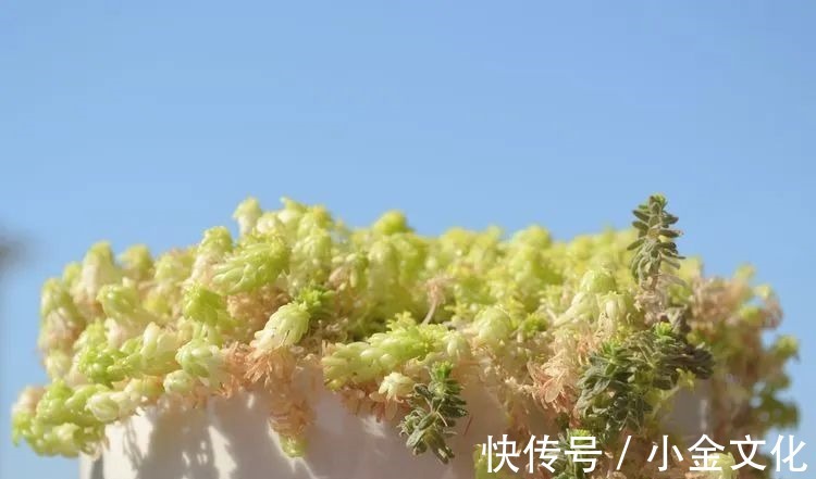 以阳光为滤镜,蓝天为背景,期待拥抱春天,拥抱自然!