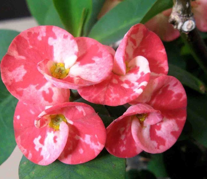 这4种花天生就是“穷命”,住不了大花盆,喝不了太多水,很好养