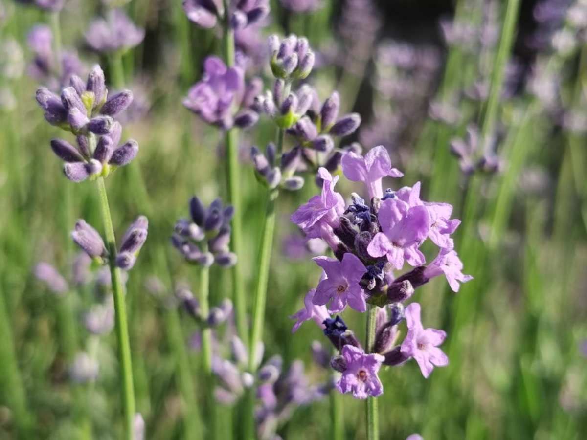 金银花|家里养盆“杀菌花”，净化空气效果好，冬天室内必备植物