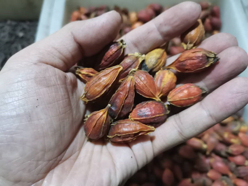 过年做卤肉时，学会这8种香料的用法，不管卤啥肉，更入味还不腥