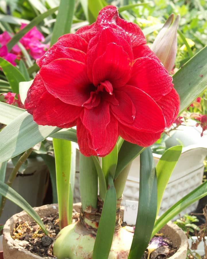 朱顶红开花矮矬子?动手剥开皮,冒出一圈大红花