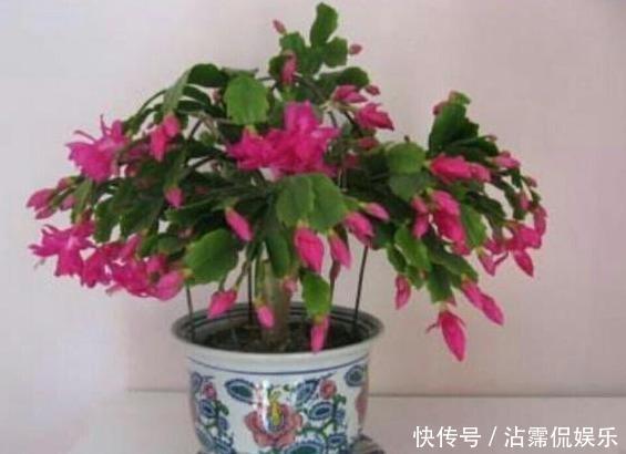 邻居|长寿花和蟹爪兰可以做邻居吗原来这么“养”,枝叶茂密花开不断