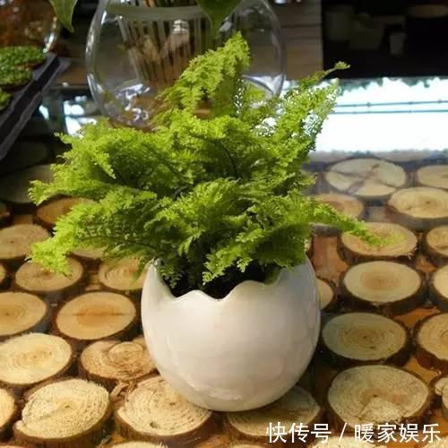 想让卫生间增添绿意,选择这些植物准没错!