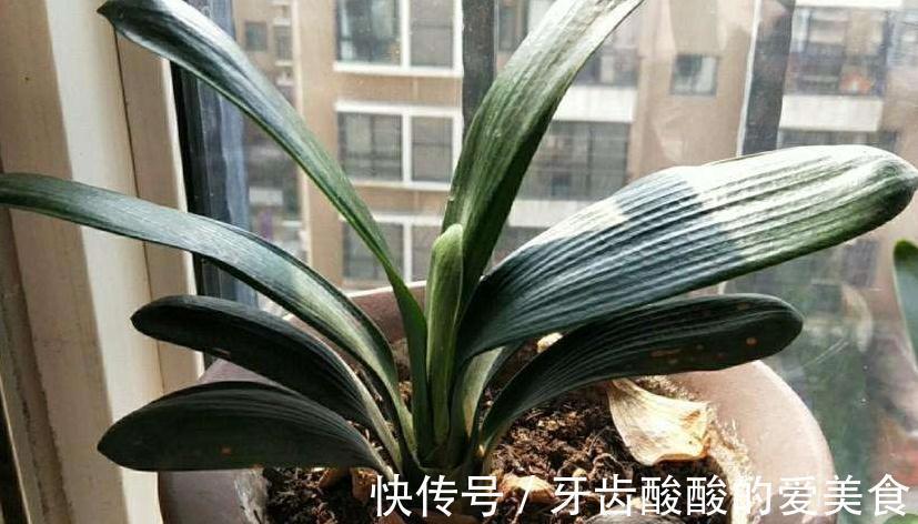 养君子兰，注意4点，不黄叶，根，刚入秋，花箭抽不停