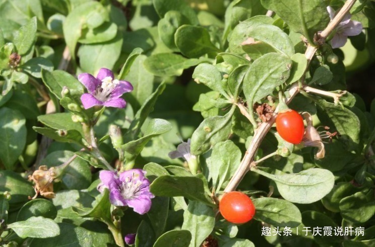 效果|不要再对枸杞念念不忘,每天一点它,效果更胜枸杞,肝会感激你