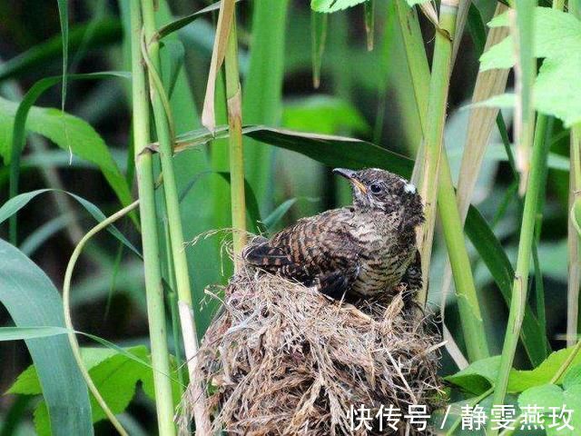 张祜$不出名却妙不可言的古诗,久在书卷无人识,如今一见就倾心