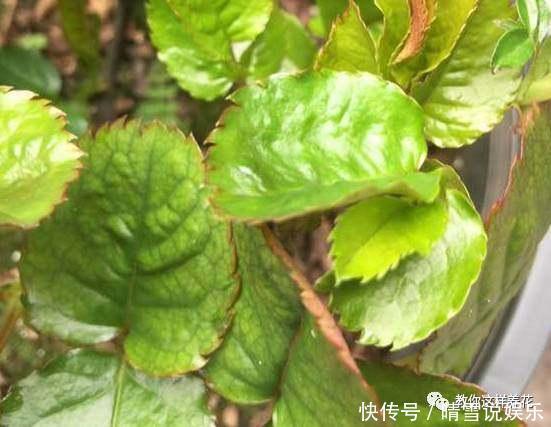 花草叶子发黄，10种原因最常见，第二种最常见！