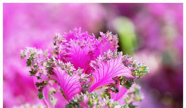 鸡冠花|最适合七八月种的五种花,入土几天就爆盆
