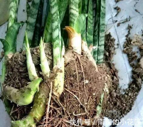 发芽|养了1年虎皮兰，不长叶、不发芽？可能是3个原因导致
