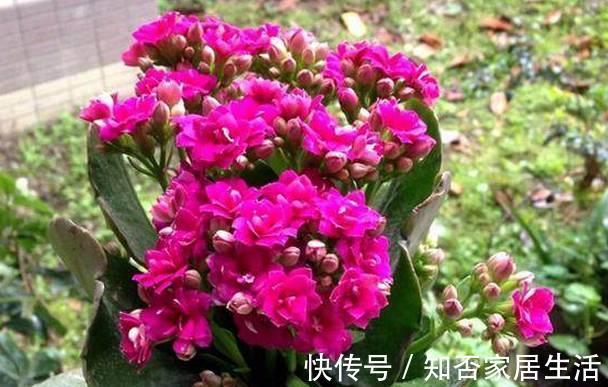 想要长寿|想要长寿花花期长，开花不断，那要这样养