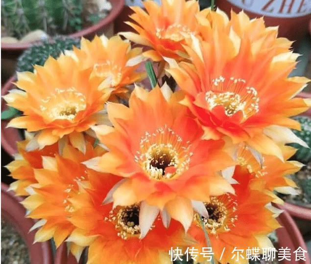 花朵|3种花耐旱好养,懒人养花首选,一个月不用管,开花多长得旺