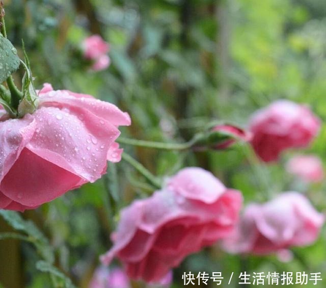 藤本月季三年才成型不,选择这3个品种,一年就能给你一面花墙!