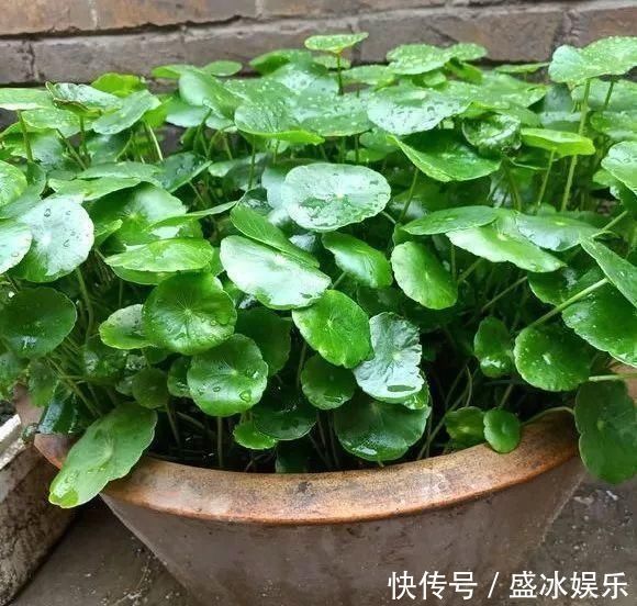 白掌|4种花最喜欢水，夏天养在“水缸”里，30天长爆盆、还开花