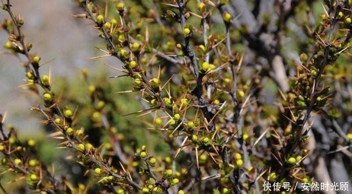 农村一种树,浑身长刺,但根部价值却极为珍贵,可抑菌抗肿瘤