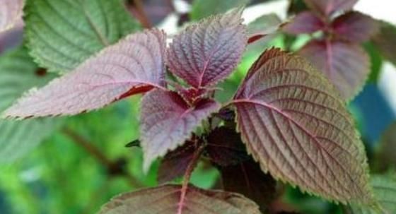 感冒|立秋后,感冒咳嗽老不好,常用此野草泡水喝,咳嗽不咳,治感冒