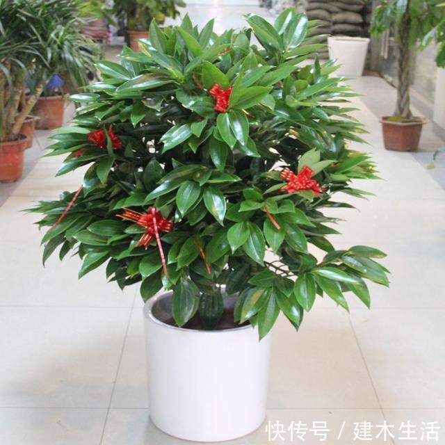 客厅养花选择6种树，自带财气，叶片油绿，旺财、旺人