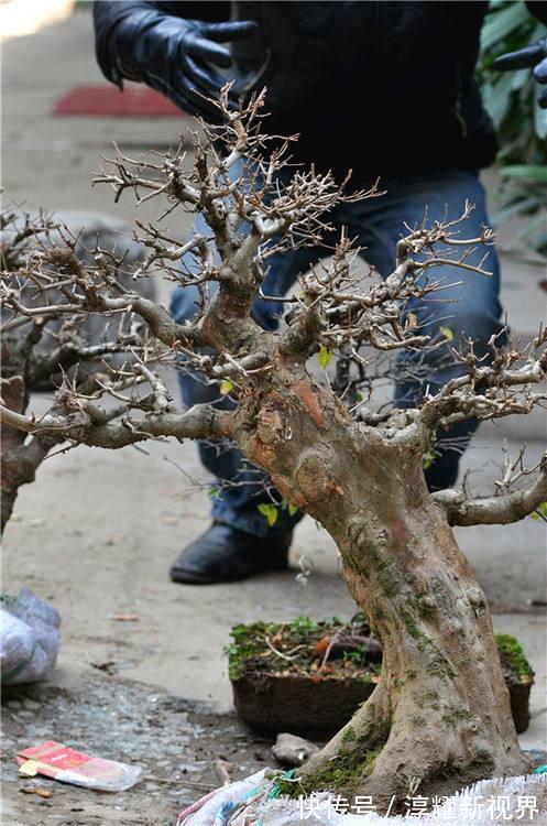树桩|树桩盆景怎么提升价值试试促老催古，看上去古老苍劲