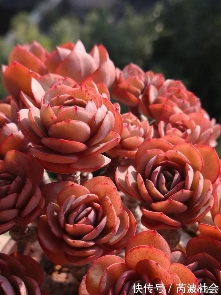 寒潮过后，多肉美出天际，颜色鲜艳明亮，真馋人！