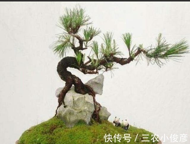 软石|怎样才能制作出更加自然的附石盆景?