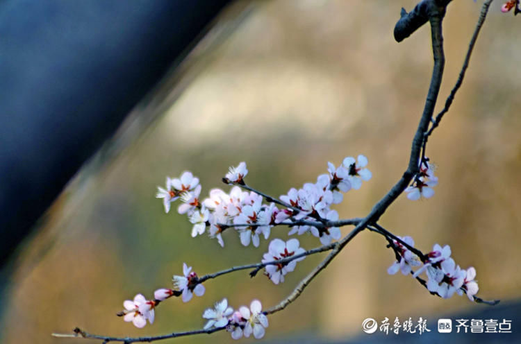 花开正好！千佛山上春风徐来，百花盛开|情报站| 寻访