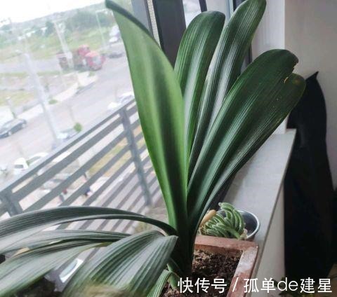 发黄|夏季养君子兰,记住一个“少”字,不烂根不黄叶,长的就是旺!