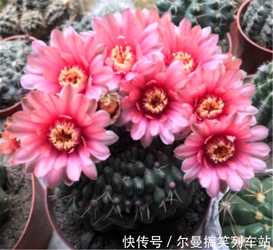 最怕积水的4种“开花之王”,懒人养护开花多,学会了四季有花赏