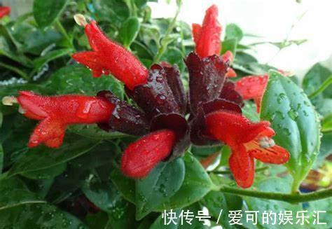 想要真正把花养好,就要花点心思,多观察多琢磨