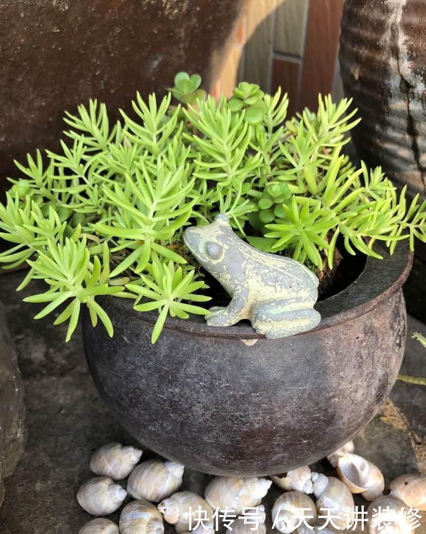 大水缸里面种花,花长得更健壮,养家里就是传家宝!