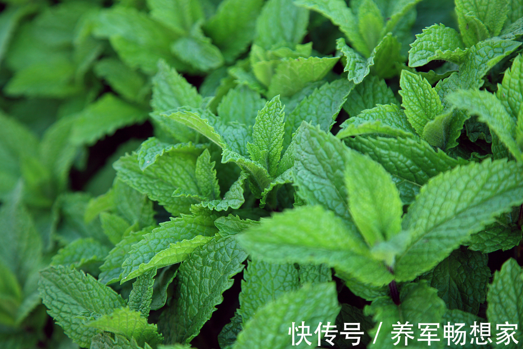 辛凉性|薄荷竟然能疏肝理气健胃消食,还有很多功效你都不知道,快收藏