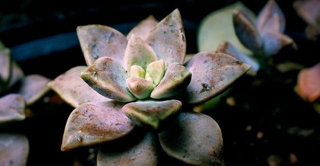 夏季|多肉里的普货也能养出好状态,以下普货多肉,好养易出状态