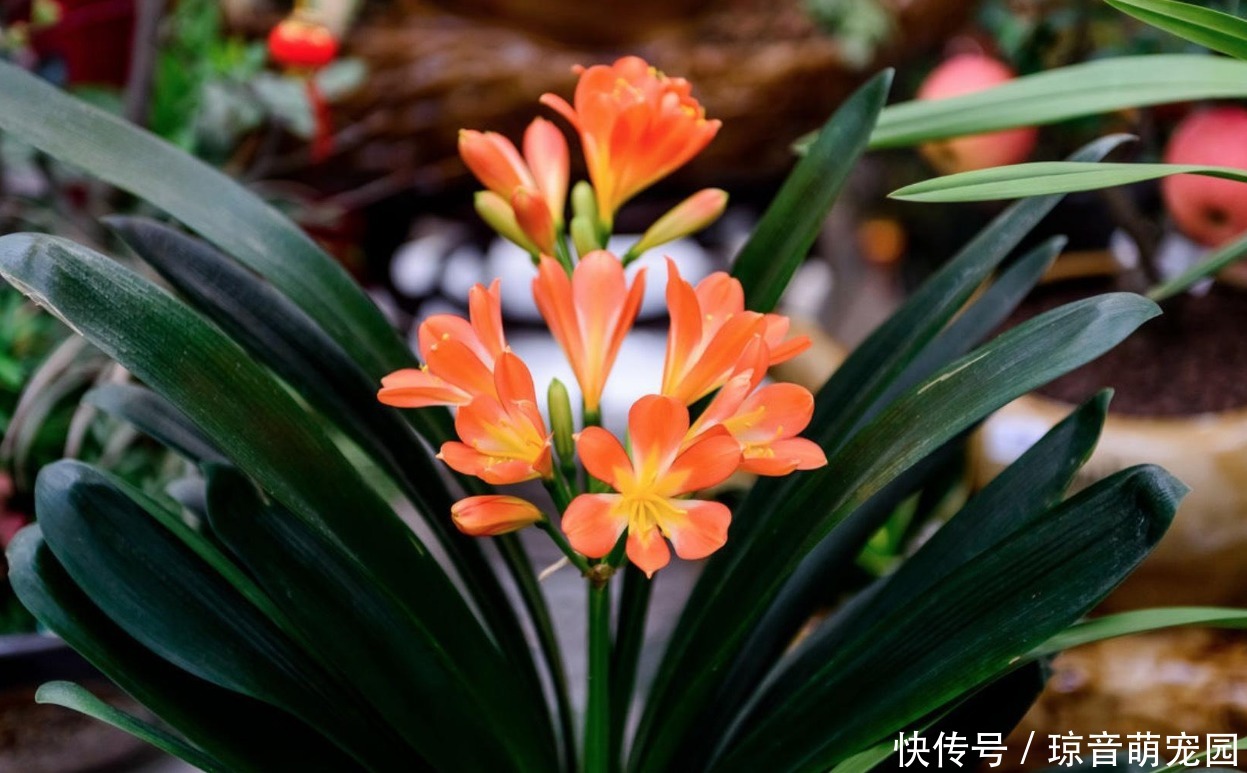 蒸发量|家里有君子兰,学会一招,枝芽蹭蹭涨,叶片绿油油