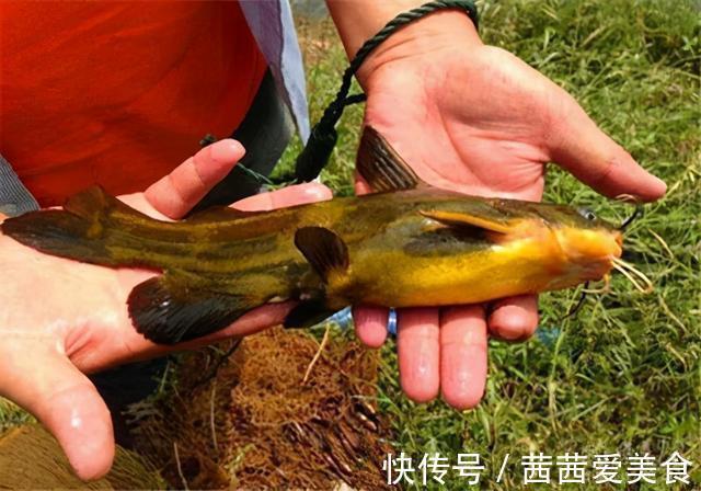 鸡肝这样处理一下,这几种鱼都排着队进窝