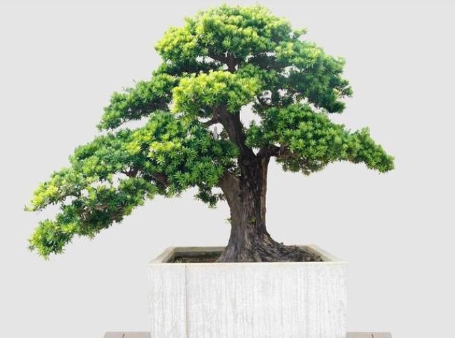  造型|养有罗汉松，怎样让它快速长大？早日造型