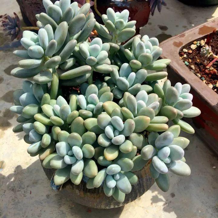 他用菜坛子种多肉，1分不花，呼呼长成“大米饭”！