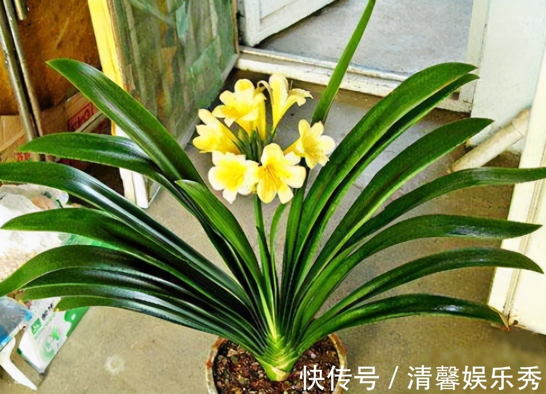 君子兰有“四爱”知道么?这是养好它的关键,也能轻松养开花