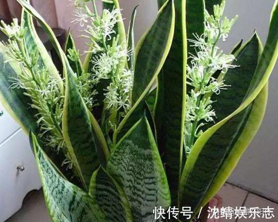 会长势|3种植物,越淋雨长得越快越好,叶更绿,花更美,爆盆快!