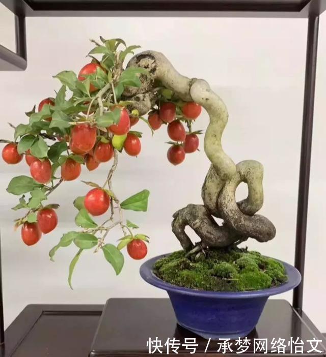 重点|什么算的上是好盆景学会看芯,芯是盆景的重点